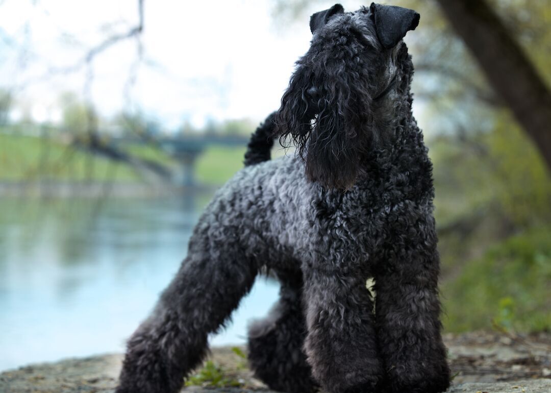 #30. Kerry blue terriers